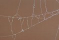 /album/kattas-blandade/del-av-spindelnat-webb-jpg/
